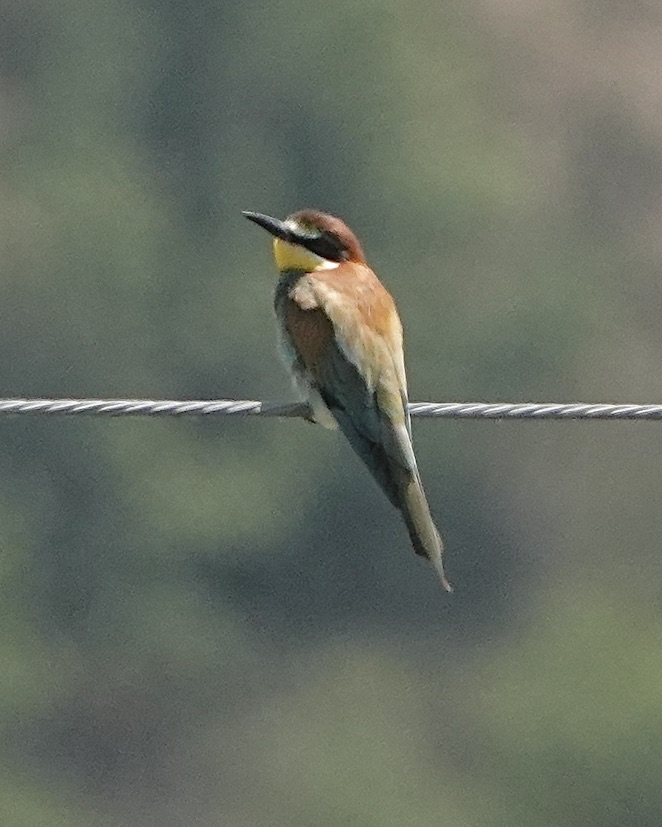 bee-eater
